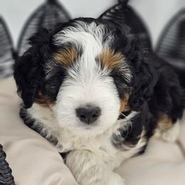 Slinky Dog  (Mr. Grey-Black) - Black phantom male Aussiedoodle puppy in Georgetown, Texas from Mc Doodles of Texas LLC