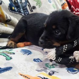 Green male - Black and mahogany male Rottweiler puppy in Salem, Oregon from C&C Royal Rottweilers