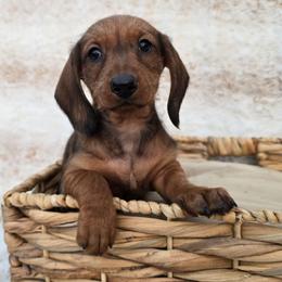 Red wire Girl - Red female Dachshund puppy in Cheney, Washington from Nouvelle Standard Dachshunds