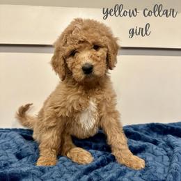 Oatmeal - Apricot female Goldendoodle puppy in Taylorsville, North Carolina from Doggone Dixie Doodles