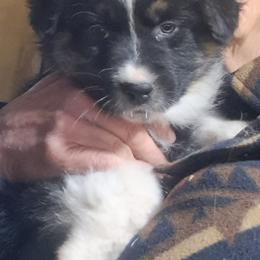 Girl 4 - Black tri-color female Australian Shepherd puppy in Bowler, Wisconsin from Stice's Australian Shepherds