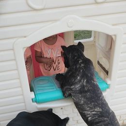 Cane Corso Puppies from JSM Corsos