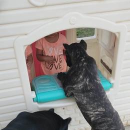Cane Corso Puppies from JSM Corsos