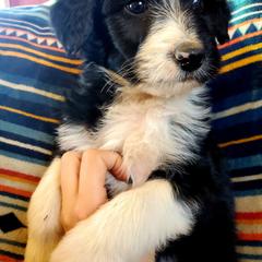 Bordoodle Puppies from JM Lazy S Doodles