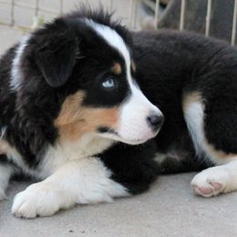 Miniature American Shepherds from Karen Rohde