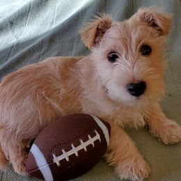 Scottish Terriers from McCulley's Battle Born Scotties