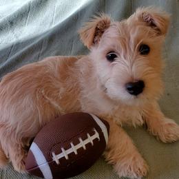Scottish Terriers from McCulley's Battle Born Scotties