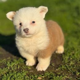Jasper (fluffy) - Fawn and white male American Corgi puppy in East Oakdale, California from Rhettro Kennels