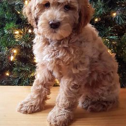 Australian Labradoodle Puppies from Just Doodling Around