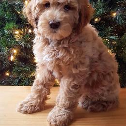 Australian Labradoodle Puppies from Just Doodling Around