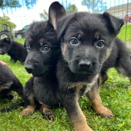 Sylvester - Black and tan male German Shepherd puppy in New Holstein, Wisconsin from Bolwerk’s 3B Acres