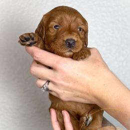 Havarti - Red  female Goldendoodle puppy in Murrieta, California from Apricot Poodles & Goldendoodles, LLC