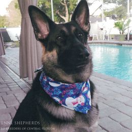 German Shepherds from Cheyenne Shepherds