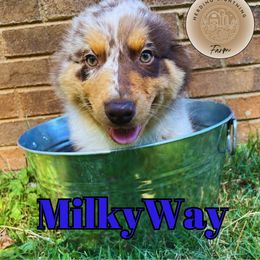 MilkyWay - Australian Shepherd puppy in Mount Holly, North Carolina from Herding Lightning Farm