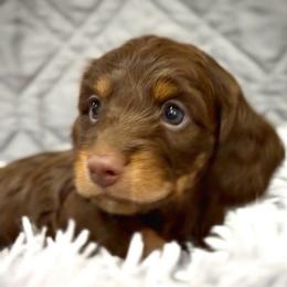 Frankie - Chocolate and tan male Dachshund puppy in Sutherland, Virginia from Sutherland Estates Dachshunds