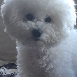Bichon Frises from Just Bichons