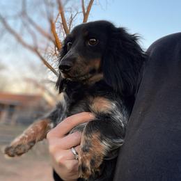Dolce - Dachshund