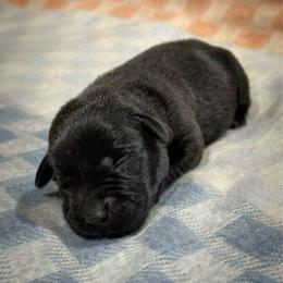 Trixie - Black female Labrador Retriever puppy in Isle, Minnesota from Dog Ear Outfitters
