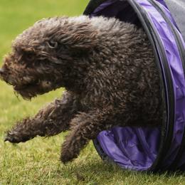 Spanish Water Dogs from Kennel Rio Columbia
