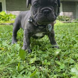 French Bulldog Puppies from Camarra King