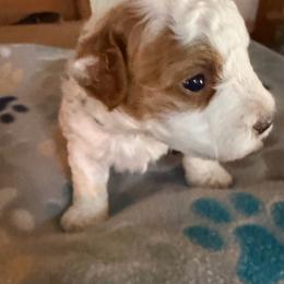 Green - Parti male Assorted Doodle Crosses puppy in Mt Pleasant, Texas from Hippdoodranch