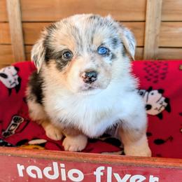 Marcy - Blue merle and white female American Corgi puppy in Shawnee, Oklahoma from Sunray Ranch