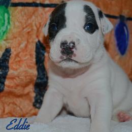 Eddie - male Alapaha Blue Blood Bulldog puppy in Walbridge, Ohio from United Alapaha Bulldogs