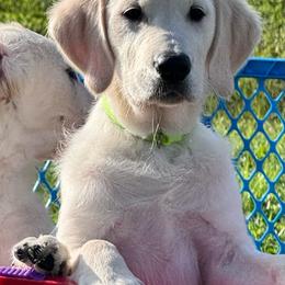 Sophia - Light golden female Golden Retriever puppy in Lehigh Acres, Florida from Puppy Love