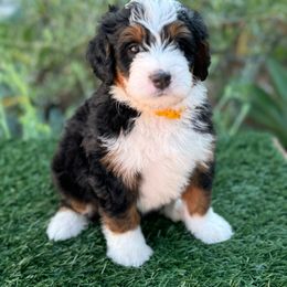 Lover 💗 - Tri-color Bernedoodle puppy in Elk Grove, California from Cali Bernedoodles