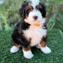 Lover 💗 - Tri-color Bernedoodle puppy in Elk Grove, California from Cali Bernedoodles