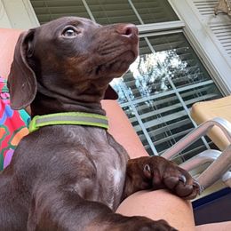 Rocky - Dachshund