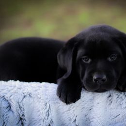 Black Baby Boy 1 Blue Collar - Black male Labrador Retriever puppy in Ulman, Missouri from Landon J Farms Labrador Retrievers