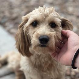 Luna - Goldendoodle
