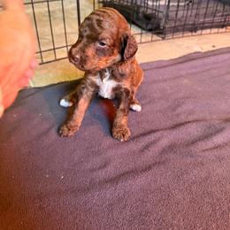 Sage - Brown male Poodle puppy in Piqua, Kansas from Legacy Farms Standard Poodles
