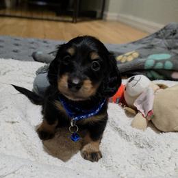 Yuri - Black and tan male Dachshund puppy in Dade City, Florida from Kingpindoxies