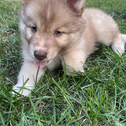 Pomsky Puppies from Blue Sky Pomsky