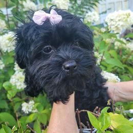 Mulberry - Black female Russian Tsvetnaya Bolonka puppy in Philmont, New York from BlackberryBRT
