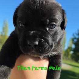 Dark Green - Black male Cane Corso puppy in Yale, Michigan from Titan Farms