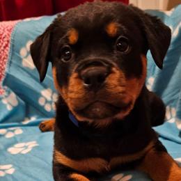 Female 7 Blue - Black and rust female Rottweiler puppy in Aspers, Pennsylvania from Vom Uberlegenen Rottweilers