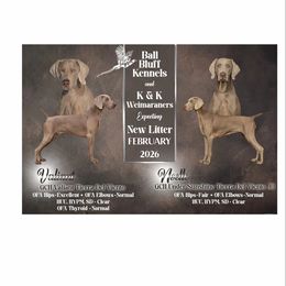 Weimaraner puppies from Ball Bluff Kennel