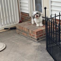 Snoopy - Silver sable male Havanese puppy in Athens, Alabama from Sunsation Havanese