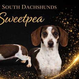 Sweet pea - Dachshund