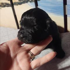 Ace - Black and white male Shichon puppy in Imperial, Missouri from Shichon Teddybear  puppies of Miss