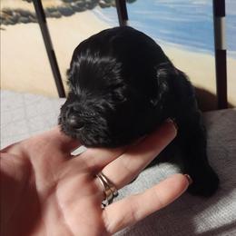 Ace - Black and white male Shichon puppy in Imperial, Missouri from Shichon Teddybear  puppies of Miss