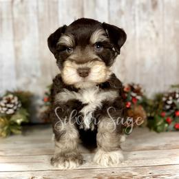 Miniature Schnauzer Puppies from Silver Sage Schnauzers