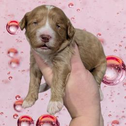 Angel - Red female Cavapoo puppy in Coshocton, Ohio from Forever Family Puppies