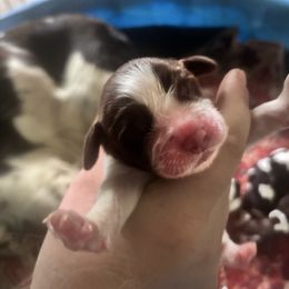 Girl 2 - Liver and white female English Springer Spaniel puppy in Huntingdon, Pennsylvania from Indian Creek Springers and Doxies