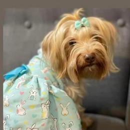 Jade - Yorkshire Terrier