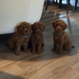 Poodle Puppies from Alina talmage cipu