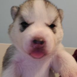 Cicada - Gray and white female Siberian Husky puppy in Elk River, Minnesota from Naturez Siberians